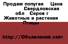 Продам попугая  › Цена ­ 1 000 - Свердловская обл., Серов г. Животные и растения » Птицы   